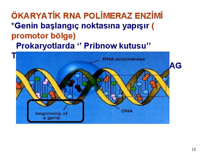 ÖKARYATİK RNA POLİMERAZ ENZİMİ *Genin başlangıç noktasına yapışır ( promotor bölge) Prokaryotlarda ‘’ Pribnow