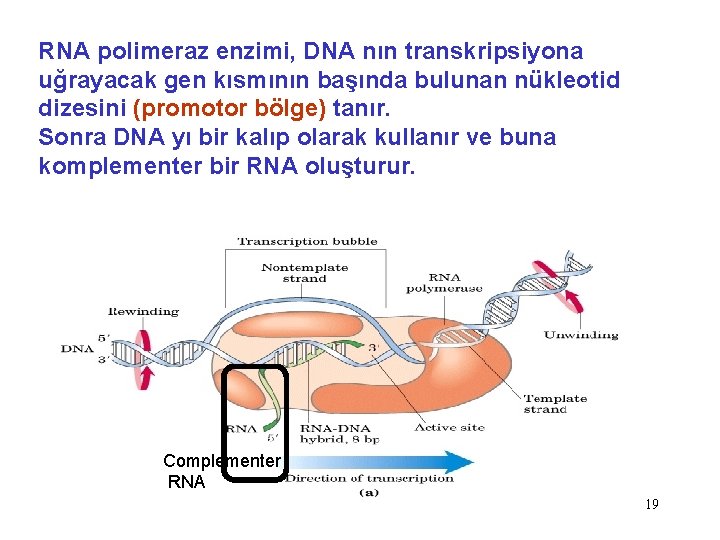 RNA polimeraz enzimi, DNA nın transkripsiyona uğrayacak gen kısmının başında bulunan nükleotid dizesini (promotor