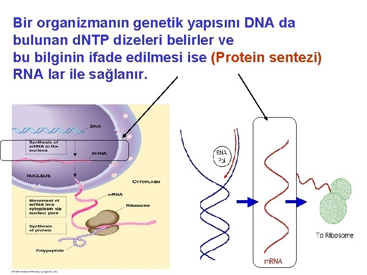 Bir organizmanın genetik yapısını DNA da bulunan d. NTP dizeleri belirler ve bu bilginin
