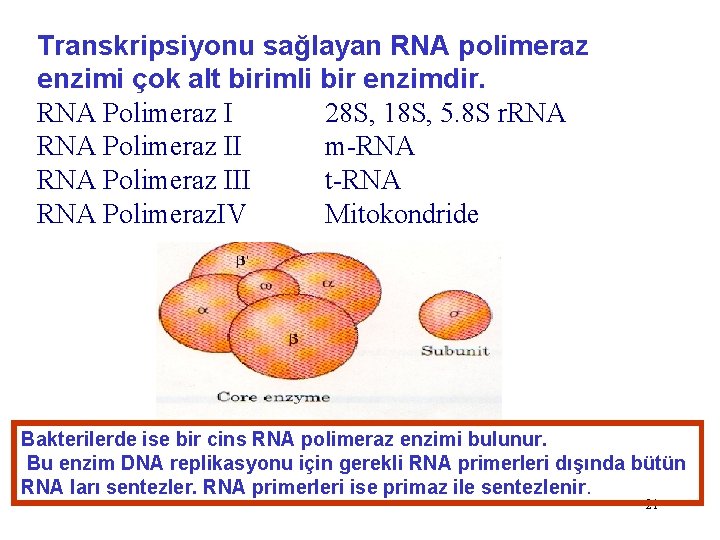 Transkripsiyonu sağlayan RNA polimeraz enzimi çok alt birimli bir enzimdir. RNA Polimeraz I 28