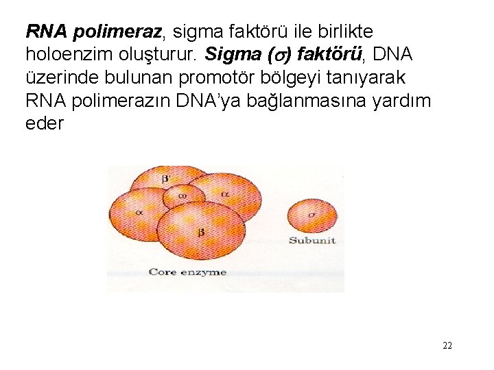 RNA polimeraz, sigma faktörü ile birlikte holoenzim oluşturur. Sigma ( ) faktörü, DNA üzerinde