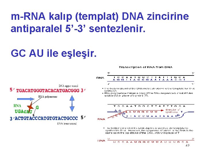 m-RNA kalıp (templat) DNA zincirine antiparalel 5’-3’ sentezlenir. GC AU ile eşleşir. 23 