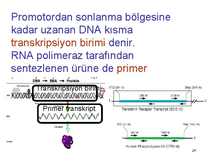 Promotordan sonlanma bölgesine kadar uzanan DNA kısma transkripsiyon birimi denir. RNA polimeraz tarafından sentezlenen