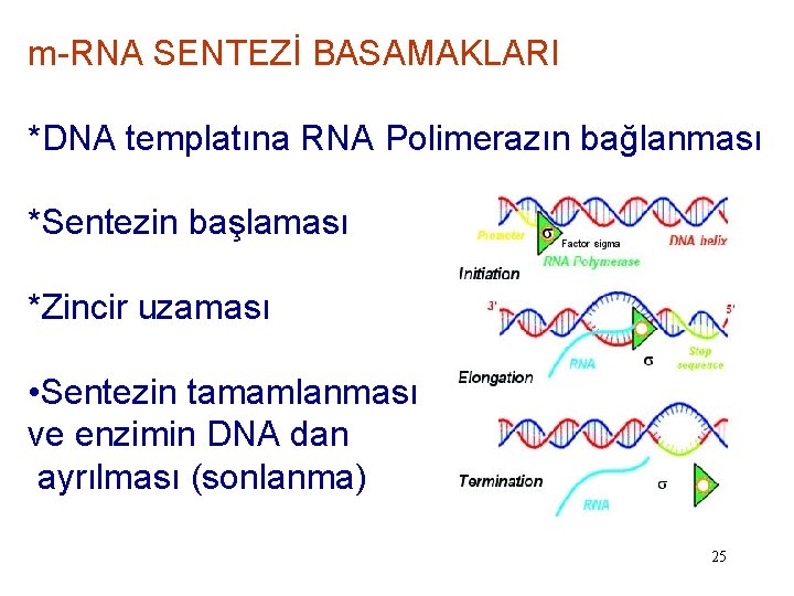 m-RNA SENTEZİ BASAMAKLARI *DNA templatına RNA Polimerazın bağlanması *Sentezin başlaması *Zincir uzaması • Sentezin