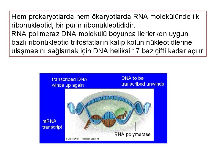 Hem prokaryotlarda hem ökaryotlarda RNA molekülünde ilk ribonükleotid, bir pürin ribonükleotididir. RNA polimeraz DNA
