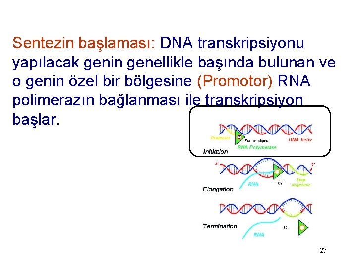 Sentezin başlaması: DNA transkripsiyonu yapılacak genin genellikle başında bulunan ve o genin özel bir