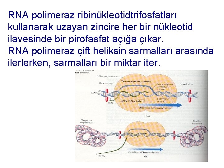 RNA polimeraz ribinükleotidtrifosfatları kullanarak uzayan zincire her bir nükleotid ilavesinde bir pirofasfat açığa çıkar.