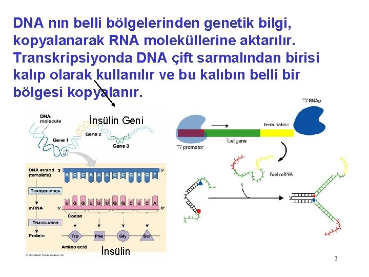 DNA nın belli bölgelerinden genetik bilgi, kopyalanarak RNA moleküllerine aktarılır. Transkripsiyonda DNA çift sarmalından