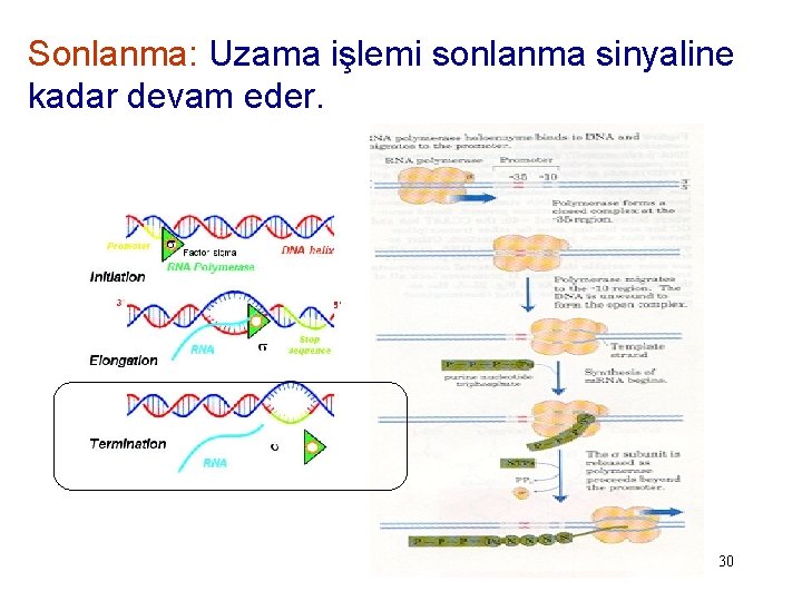 Sonlanma: Uzama işlemi sonlanma sinyaline kadar devam eder. 30 