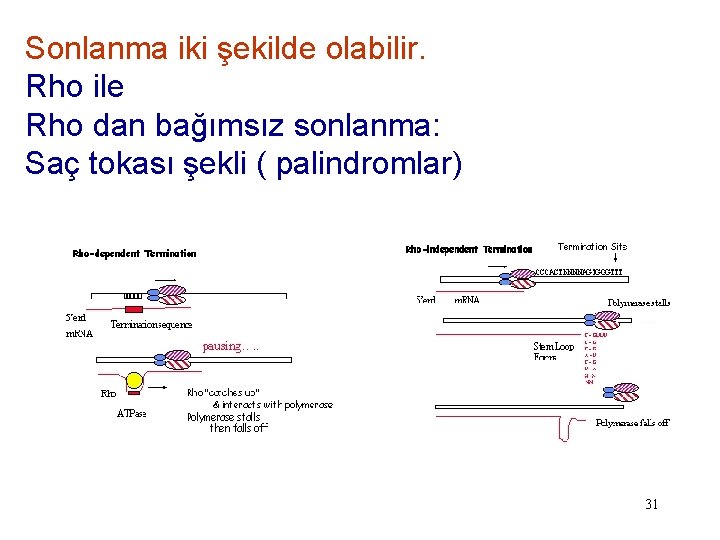 Sonlanma iki şekilde olabilir. Rho ile Rho dan bağımsız sonlanma: Saç tokası şekli (