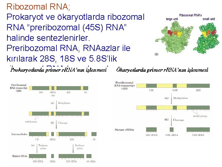 Ribozomal RNA; Prokaryot ve ökaryotlarda ribozomal RNA “preribozomal (45 S) RNA” halinde sentezlenirler. Preribozomal