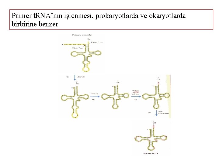 Primer t. RNA’nın işlenmesi, prokaryotlarda ve ökaryotlarda birbirine benzer 