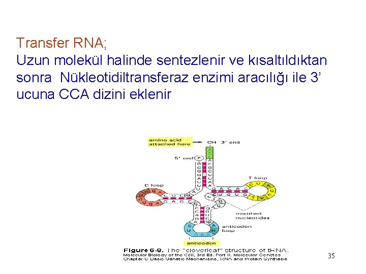 Transfer RNA; Uzun molekül halinde sentezlenir ve kısaltıldıktan sonra Nükleotidiltransferaz enzimi aracılığı ile 3’