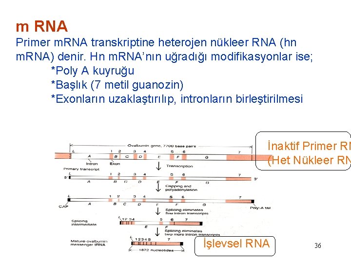 m RNA Primer m. RNA transkriptine heterojen nükleer RNA (hn m. RNA) denir. Hn