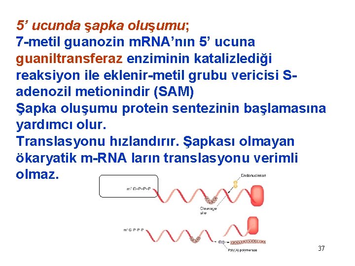 5’ ucunda şapka oluşumu; 7 -metil guanozin m. RNA’nın 5’ ucuna guaniltransferaz enziminin katalizlediği