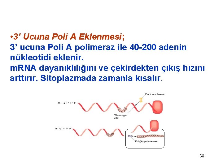  • 3’ Ucuna Poli A Eklenmesi; 3’ ucuna Poli A polimeraz ile 40