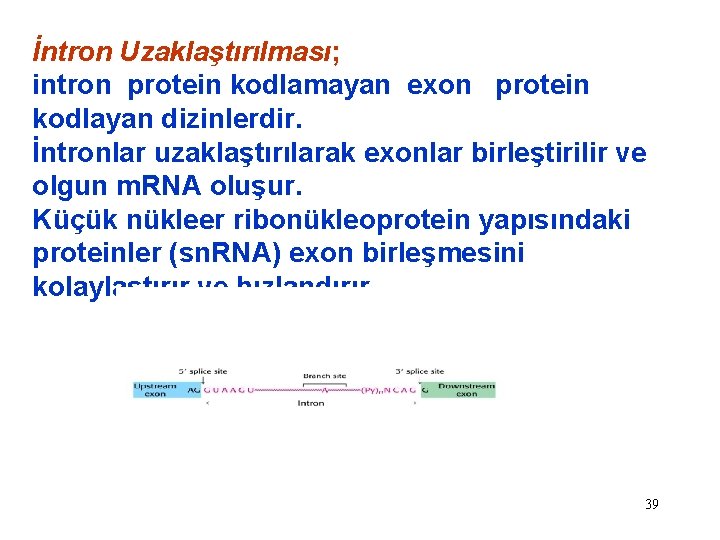 İntron Uzaklaştırılması; intron protein kodlamayan exon protein kodlayan dizinlerdir. İntronlar uzaklaştırılarak exonlar birleştirilir ve