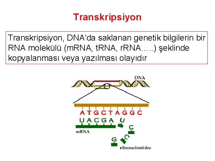 Transkripsiyon, DNA’da saklanan genetik bilgilerin bir RNA molekülü (m. RNA, t. RNA, r. RNA….