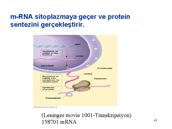 m-RNA sitoplazmaya geçer ve protein sentezini gerçekleştirir. (Leninger movie 1001 -Transkripsiyon) 158701 m. RNA