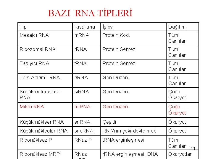 BAZI RNA TİPLERİ Tip Kısalltma İşlev Dağılım Mesajcı RNA m. RNA Protein Kod. Tüm