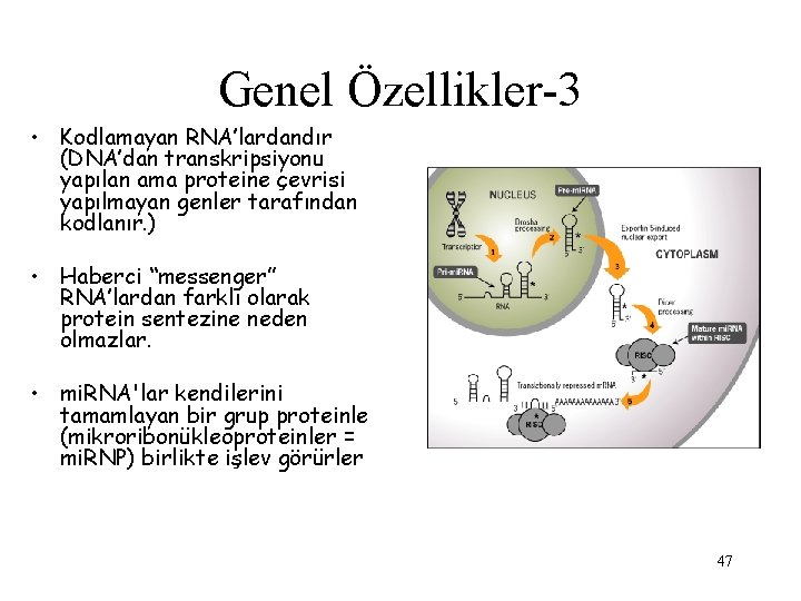 Genel Özellikler-3 • Kodlamayan RNA’lardandır (DNA’dan transkripsiyonu yapılan ama proteine çevrisi yapılmayan genler tarafından