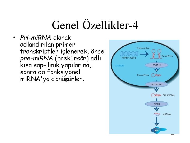 Genel Özellikler-4 • Pri-mi. RNA olarak adlandırılan primer transkriptler işlenerek, önce pre-mi. RNA (prekürsör)