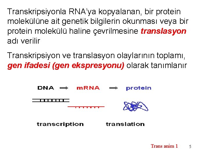 Transkripsiyonla RNA’ya kopyalanan, bir protein molekülüne ait genetik bilgilerin okunması veya bir protein molekülü