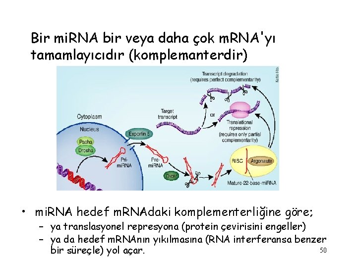 Bir mi. RNA bir veya daha çok m. RNA'yı tamamlayıcıdır (komplemanterdir) • mi. RNA