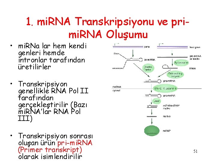 1. mi. RNA Transkripsiyonu ve primi. RNA Oluşumu • mi. RNa lar hem kendi
