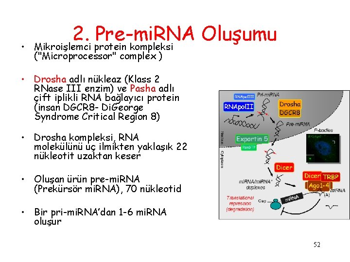  • 2. Pre-mi. RNA Oluşumu Mikroişlemci protein kompleksi ("Microprocessor" complex ) • Drosha