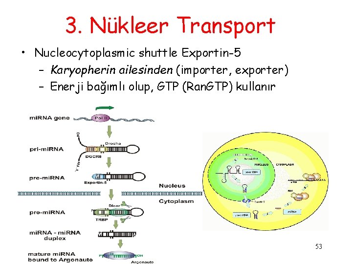 3. Nükleer Transport • Nucleocytoplasmic shuttle Exportin-5 – Karyopherin ailesinden (importer, exporter) – Enerji