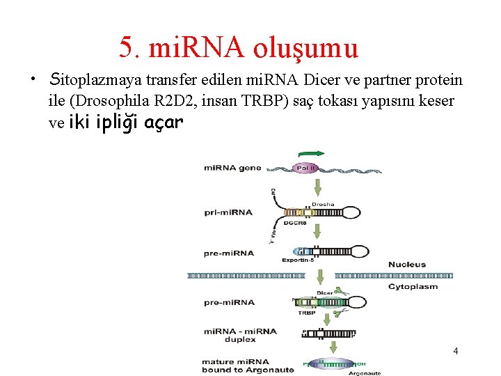 5. mi. RNA oluşumu • Sitoplazmaya transfer edilen mi. RNA Dicer ve partner protein