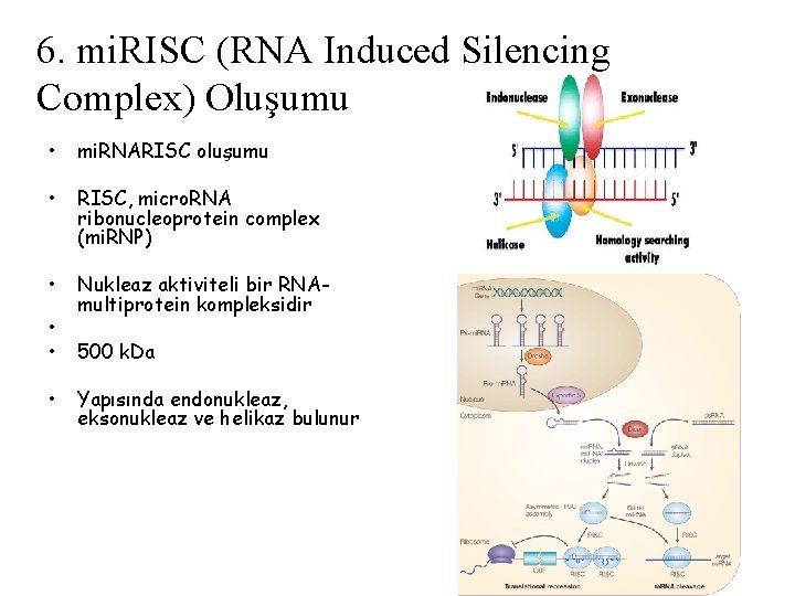 6. mi. RISC (RNA Induced Silencing Complex) Oluşumu • mi. RNARISC oluşumu • RISC,