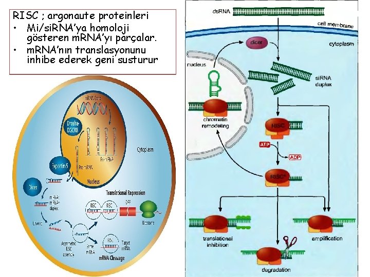 RISC ; argonaute proteinleri • Mi/si. RNA’ya homoloji gösteren m. RNA’yı parçalar. • m.