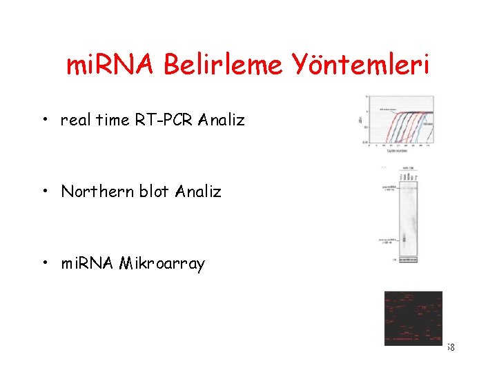 mi. RNA Belirleme Yöntemleri • real time RT-PCR Analiz • Northern blot Analiz •