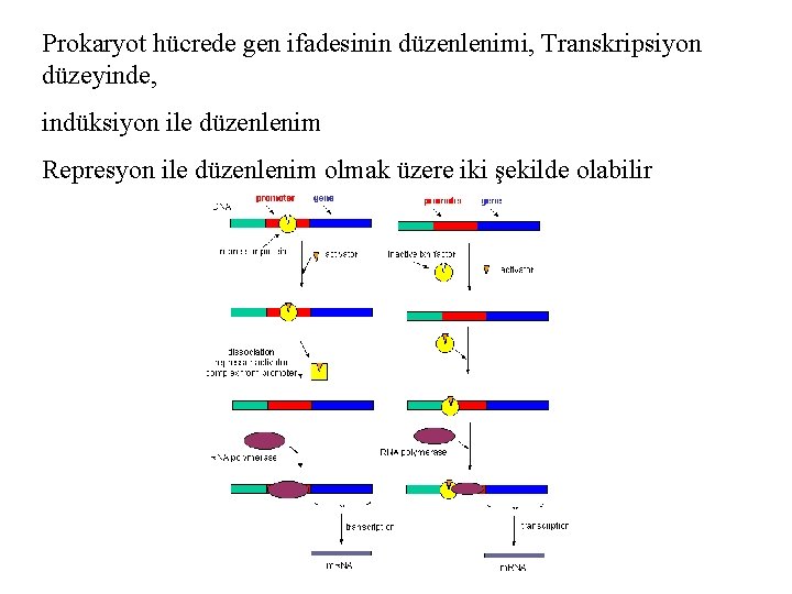Prokaryot hücrede gen ifadesinin düzenlenimi, Transkripsiyon düzeyinde, indüksiyon ile düzenlenim Represyon ile düzenlenim olmak