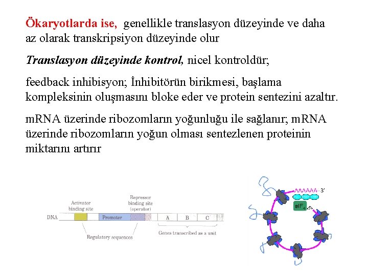 Ökaryotlarda ise, genellikle translasyon düzeyinde ve daha az olarak transkripsiyon düzeyinde olur Translasyon düzeyinde