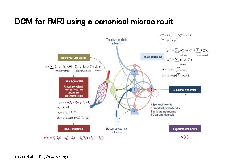 DCM for f. MRI using a canonical microcircuit Friston et al. 2017, Neuro. Image