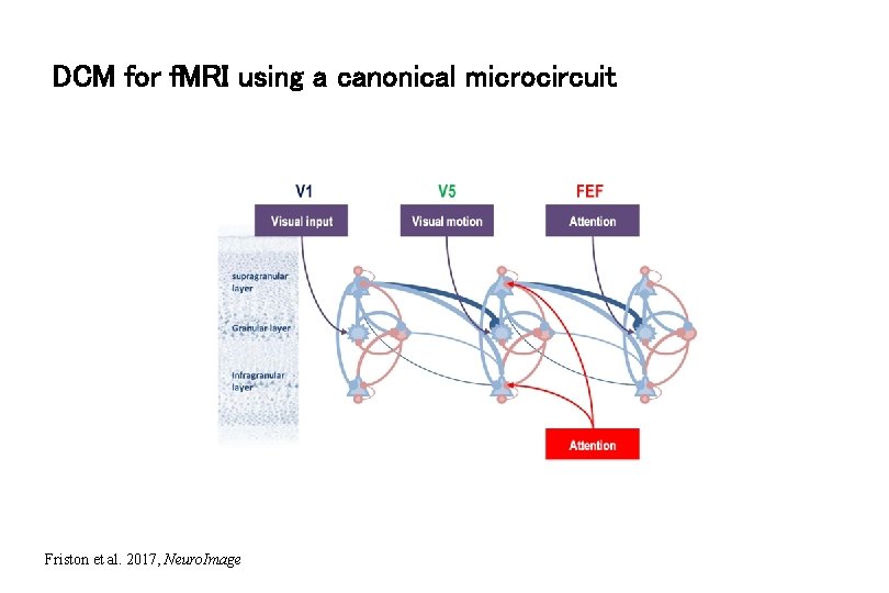 DCM for f. MRI using a canonical microcircuit Friston et al. 2017, Neuro. Image