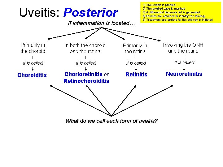 Uveitis: Posterior If inflammation is located… 1) The uveitis is profiled 2) The profiled