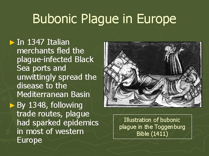 Bubonic Plague in Europe ► In 1347 Italian merchants fled the plague-infected Black Sea