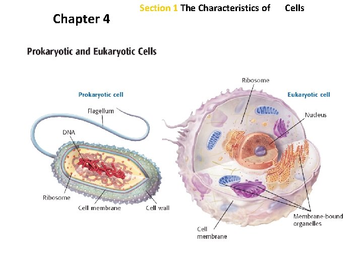 Chapter 4 Section 1 The Characteristics of Cells Chapter 4 Section 1 The Characteristics of Cells