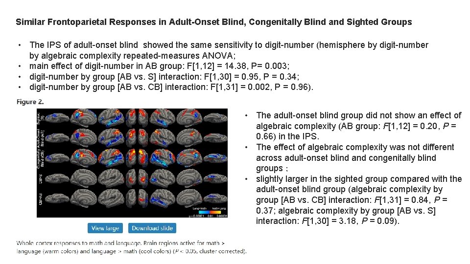 Similar Frontoparietal Responses in Adult-Onset Blind, Congenitally Blind and Sighted Groups • The IPS