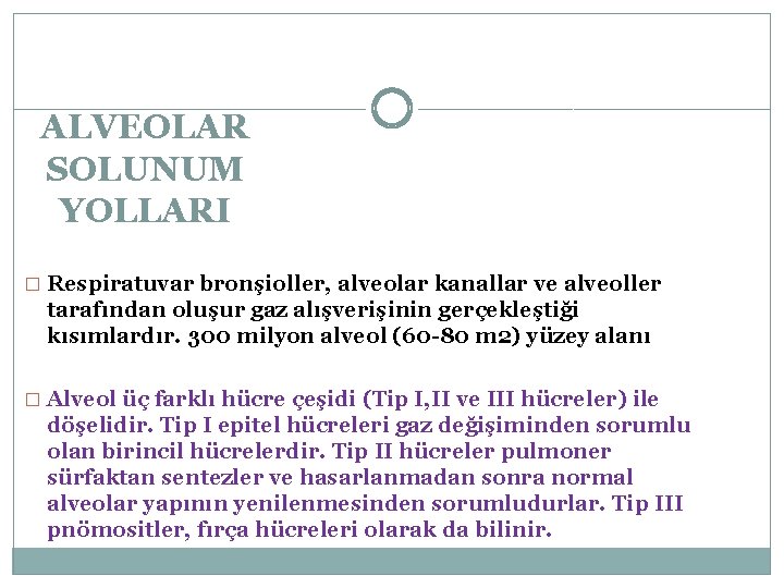 ALVEOLAR SOLUNUM YOLLARI � Respiratuvar bronşioller, alveolar kanallar ve alveoller tarafından oluşur gaz alışverişinin