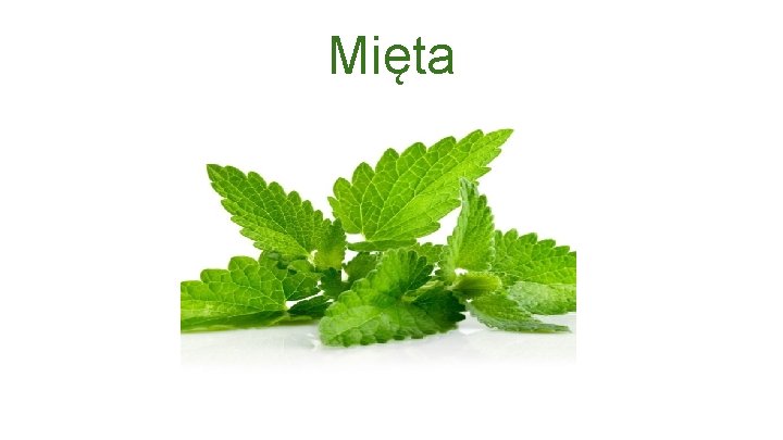 Mięta 