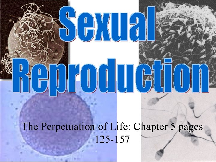 The Perpetuation of Life: Chapter 5 pages 125 -157 