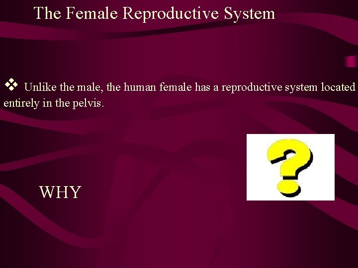 The Female Reproductive System v Unlike the male, the human female has a reproductive