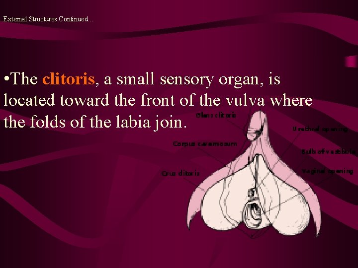 External Structures Continued. . . • The clitoris, a small sensory organ, is located