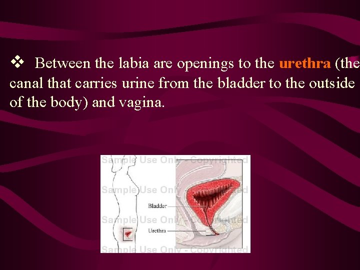 v Between the labia are openings to the urethra (the canal that carries urine