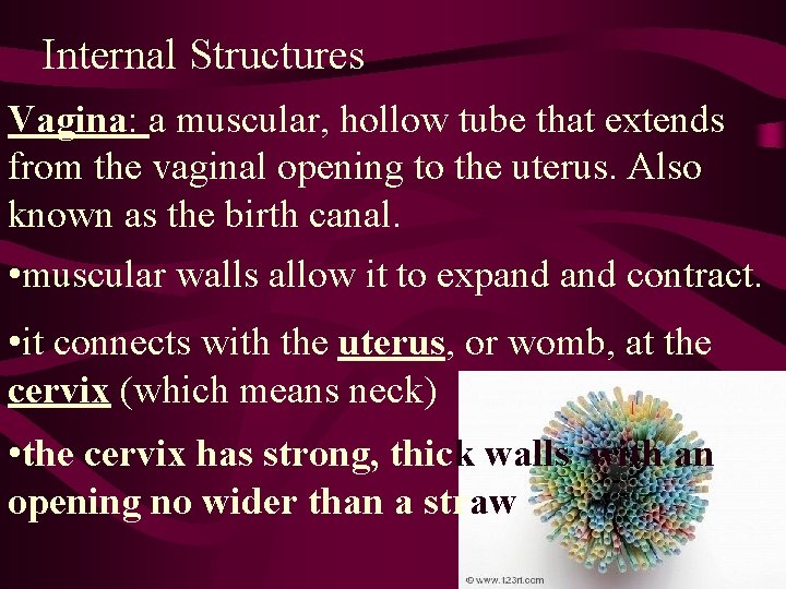 Internal Structures Vagina: a muscular, hollow tube that extends from the vaginal opening to